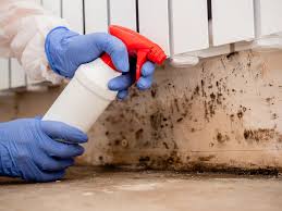 Mold Documentation for Insurance Claims in Steeleville, IL